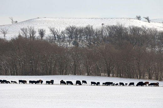 Cattle grazing on snow-covered field