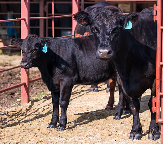 cattle standing in holding pen