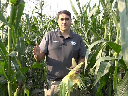 Ignacio Ciampitti walking between rows of corn Ignacio Ciampitti walking between rows of corn