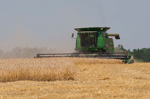 Green combine cutting wheat, front view