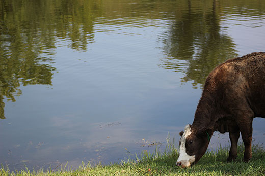 cow in water cow in water