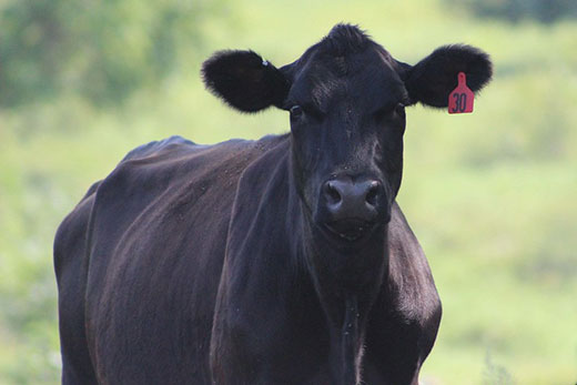 Black cow looking straight into camera