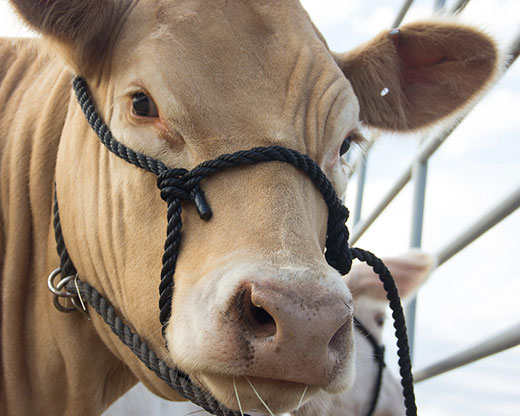 white cow's head, closeup