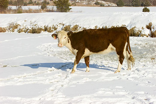 Brown cow standing in a snow-covered field