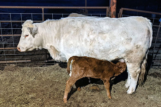 white cow nursing her newborn calf