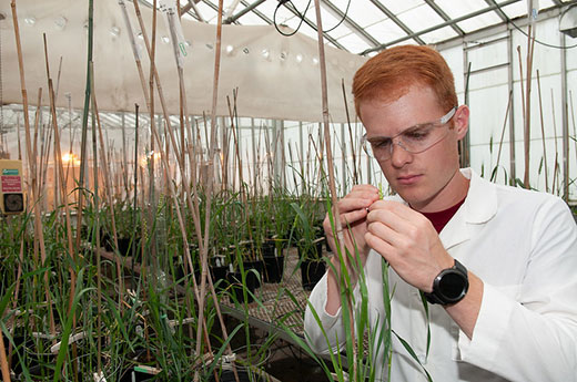 Scientist in white jacket looking at wheat grain in greenhouse