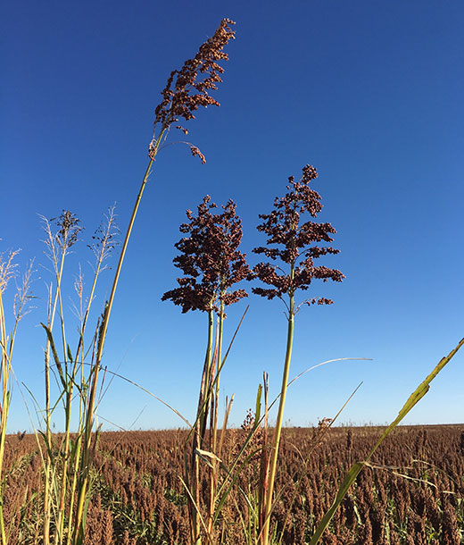 Shattercane growing in a Kansas sorghum field