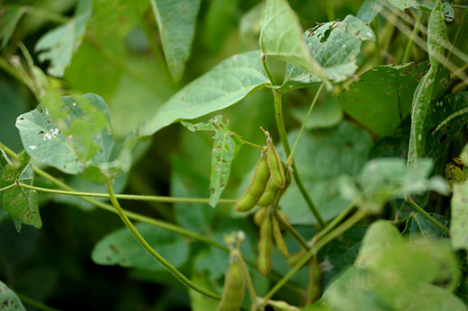 Closeup of soybean pod