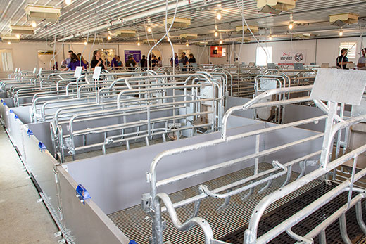 Wide view of swine farrowing unit with people talking in background