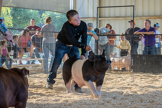 Youth with pig in show arena