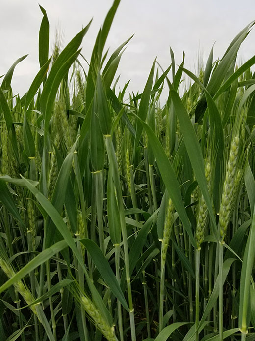 Green stalks of wheat in a Kansas field
