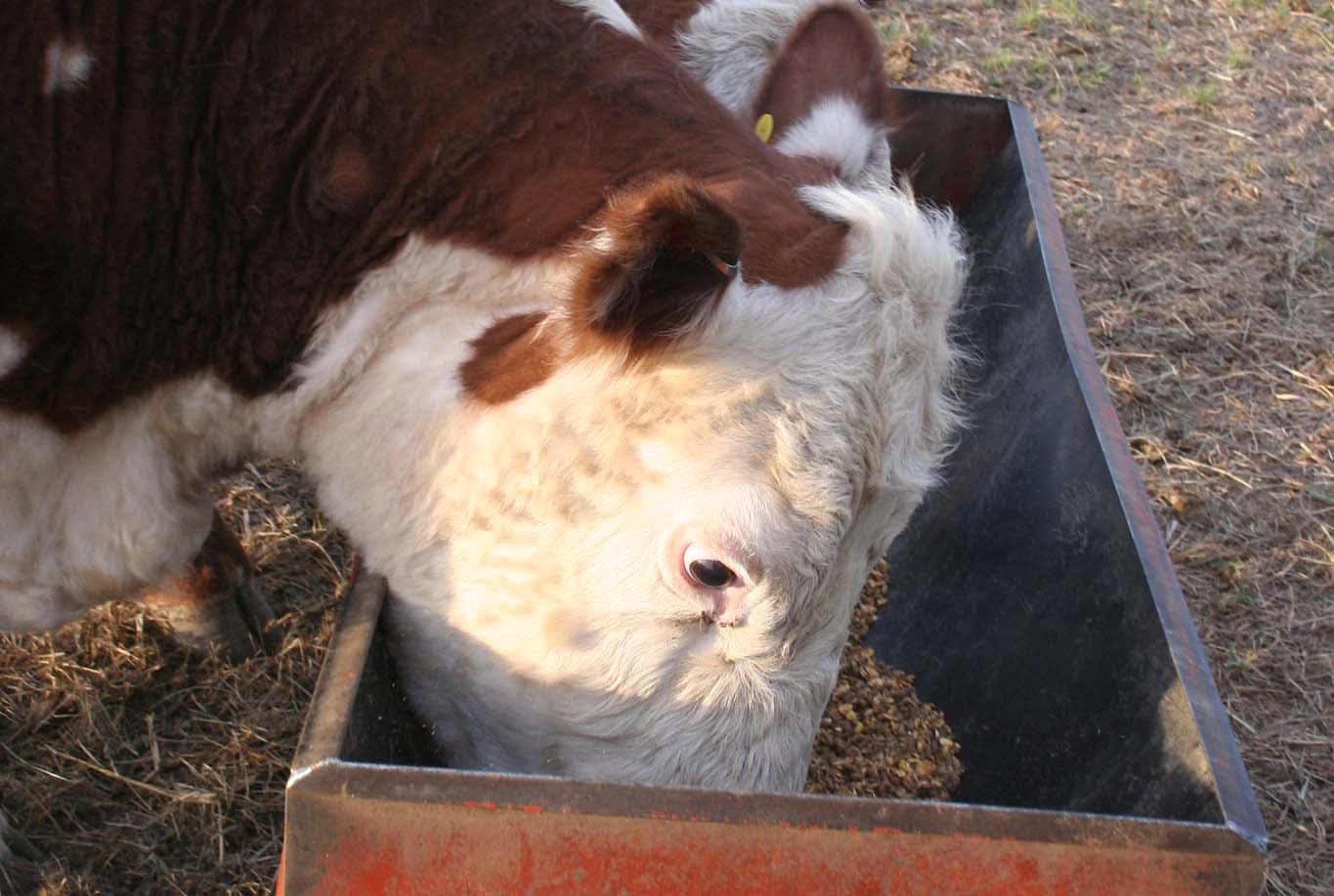 Hereford heifer eating winter Hereford heifer eating