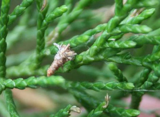 young bagworm bag on green tree branch