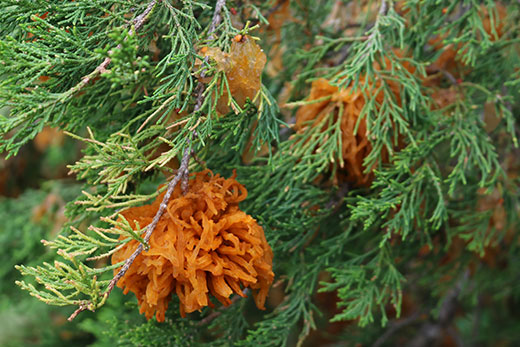 Orange fungus, cedar-apple rust on tree branch