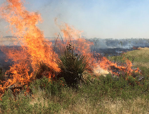 red flame from rangeland prescribed fire red flame from rangeland prescribed fire