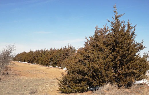 Windbreak, brown cedar trees in a row