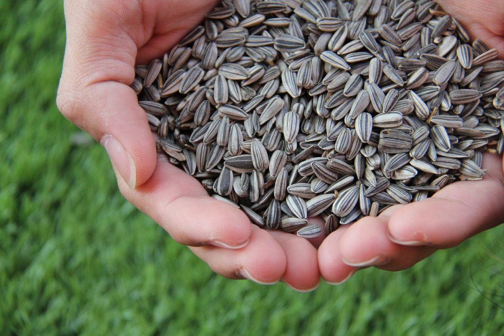 Outstreched hands holding sunflower seeds.