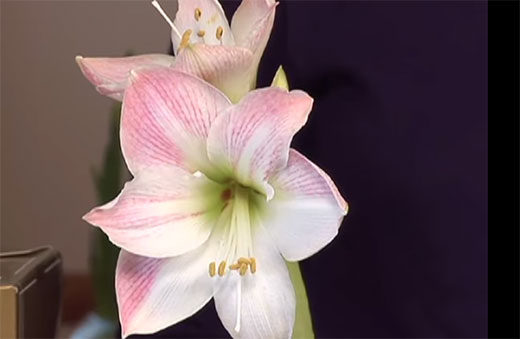 Pink amaryllis flower in bloom Pink amaryllis flower in bloom