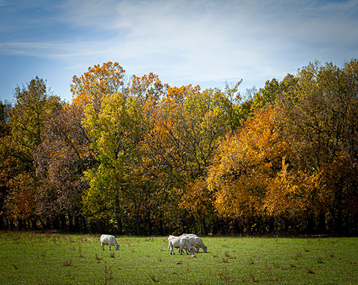 cows grazing green field with colorful trees in background