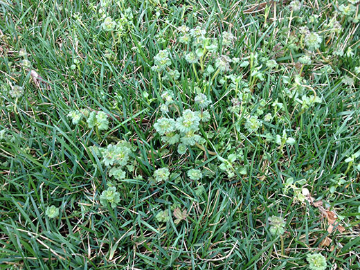 Make a plan to treat for henbit, chickweed in lawns