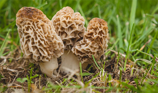 Morel mushrooms on green grass