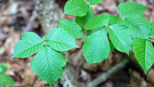 Green poison ivy vine during growing season