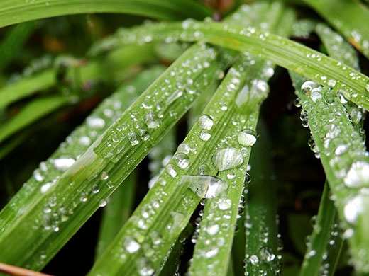 Rain drops on plant leaves