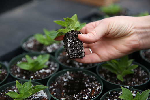 Person's hand holding seed transplant with root ball