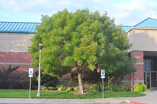 Tree in front of brick building