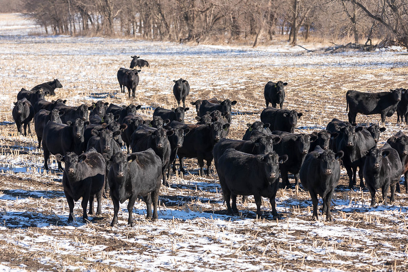 Angus Cows Winter Pasture