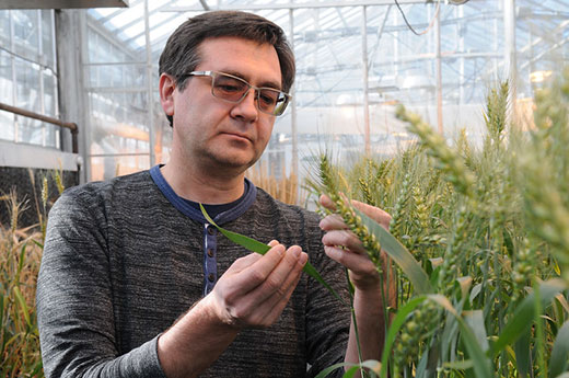 Man looking at wheat stalk in greenhouse
