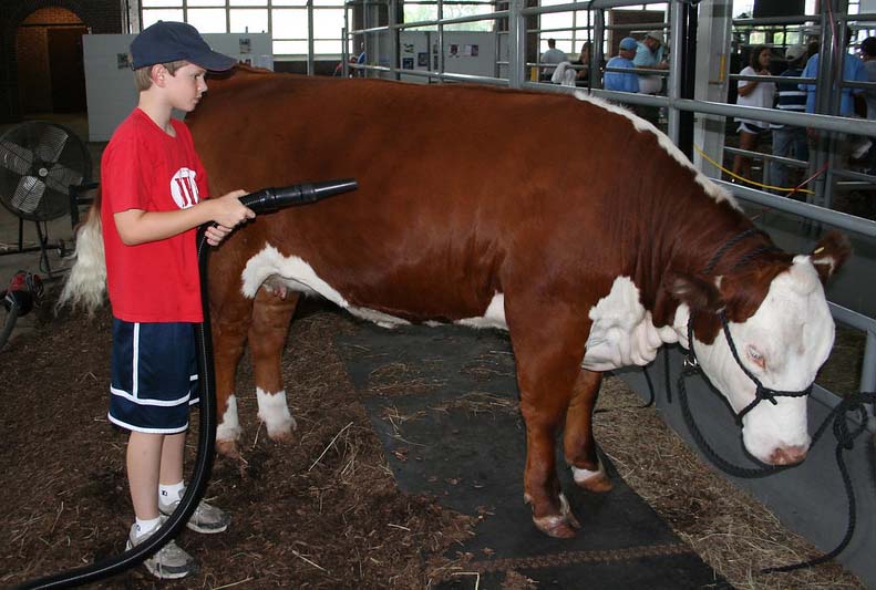 show heifer show heifer