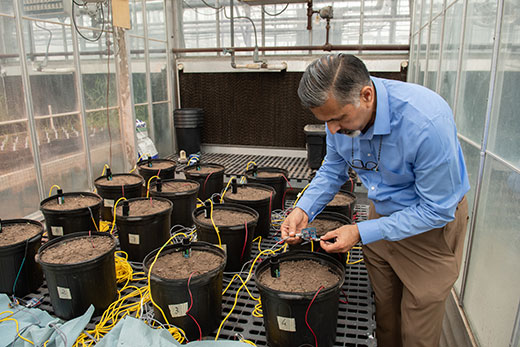 Man in greenhouse looking at soil sensors in test plots