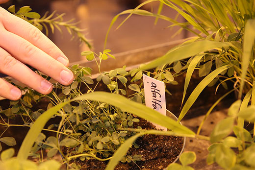 alfalfa plant in greenhouse