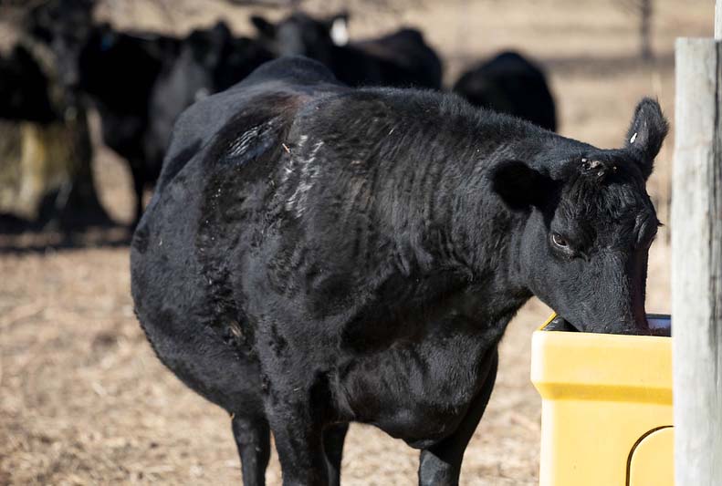 Angus Cow Drink drinking cow