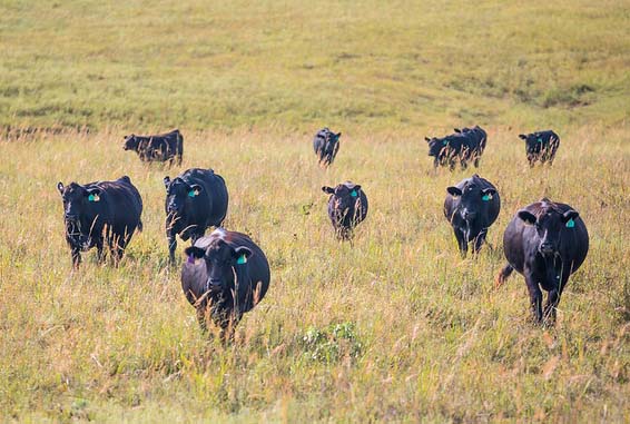 Angus cows in pasture