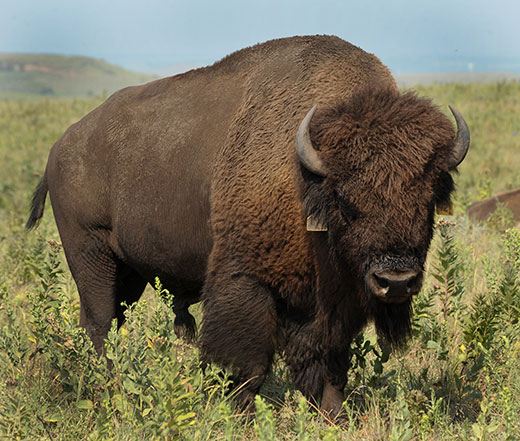 K-State researchers study impact of bison on Flint Hills grasslands