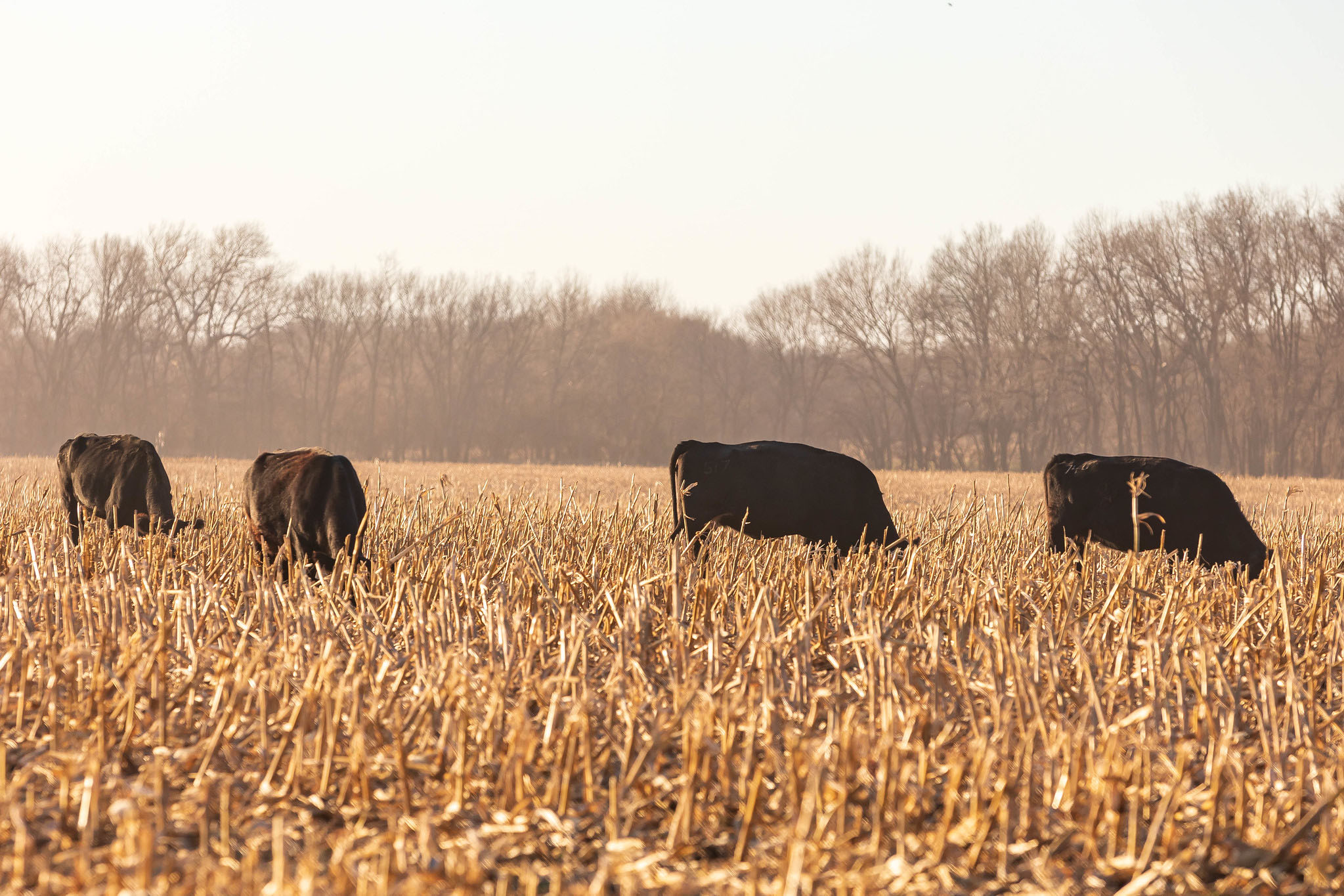 cattle on corn stalks