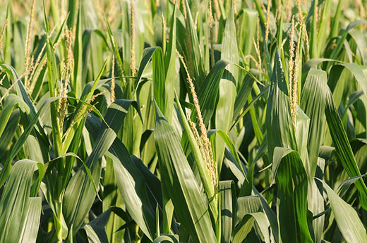 Mature corn, ready for harvest