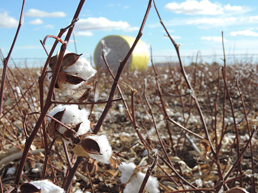 closeup of cotton plan in farmer's field
