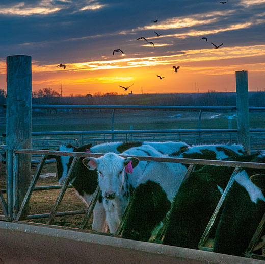 Dairy cows at the feed bunk, sunrise