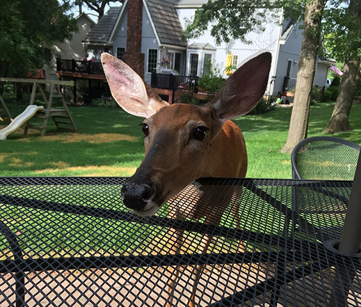 Closeup, deer in homeowners backyard Closeup, deer in homeowners backyard