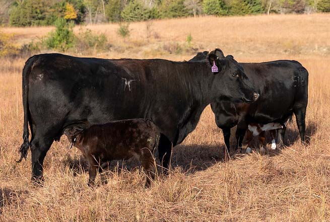 fall calf nursing fall calf nursing