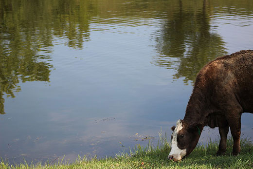 Hereford cow drinking from farm pond