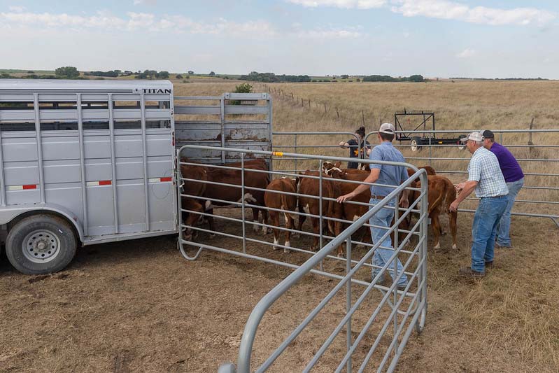 loading calves loading calves