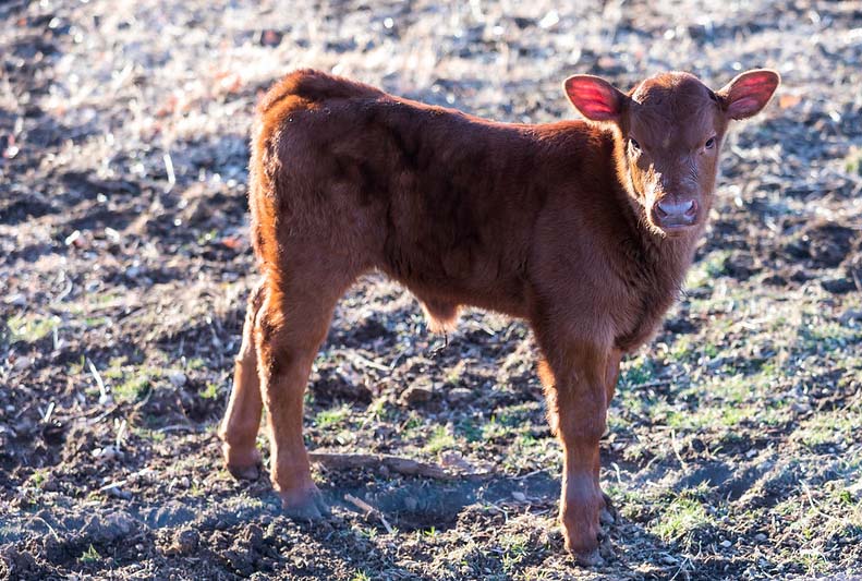 Red Angus Heifer Calf Red Angus Heifer