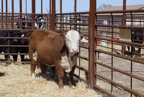 KSU Hereford Bull KSU Hereford Bull