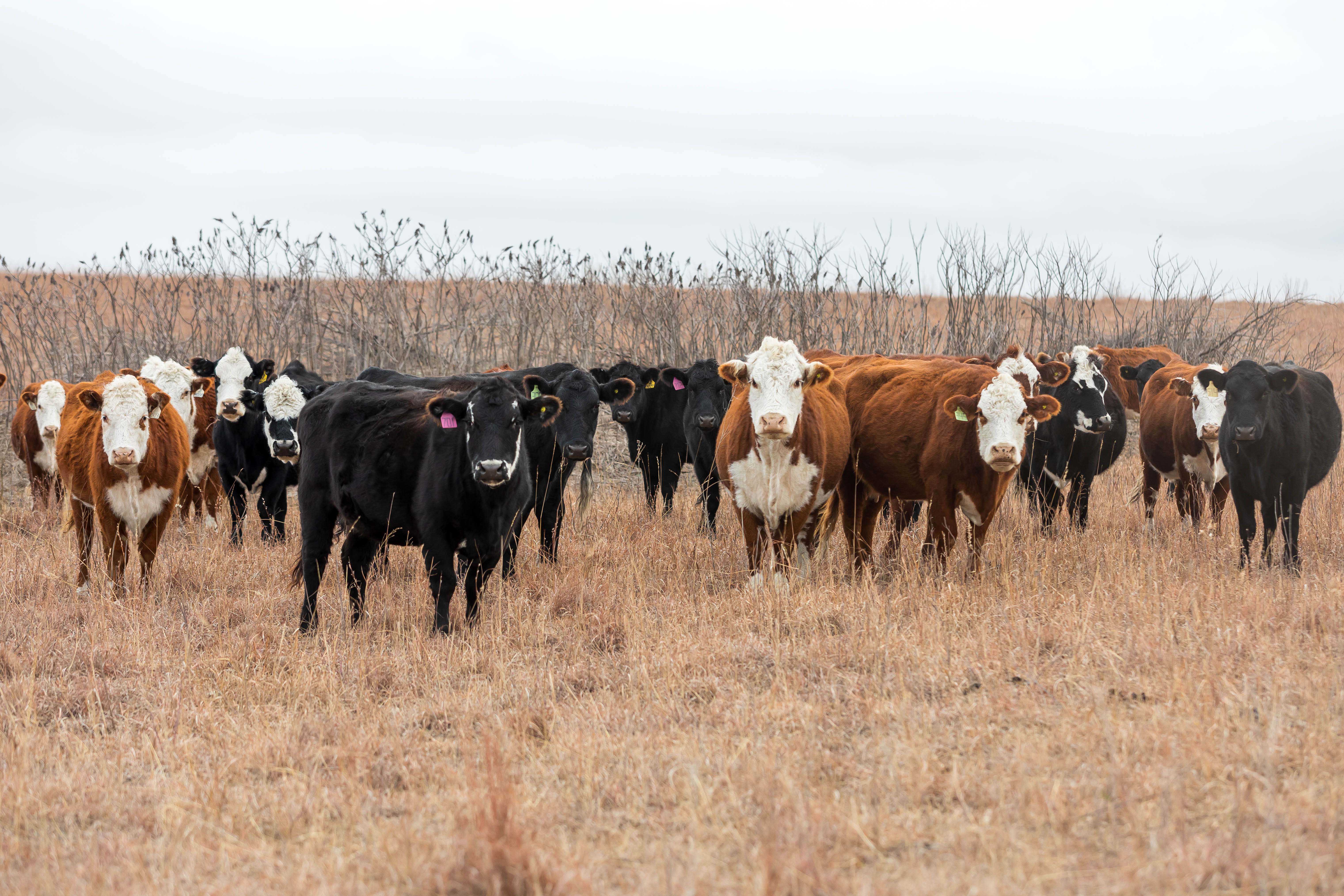 Thin Cattle in Winter Thin Cattle in December
