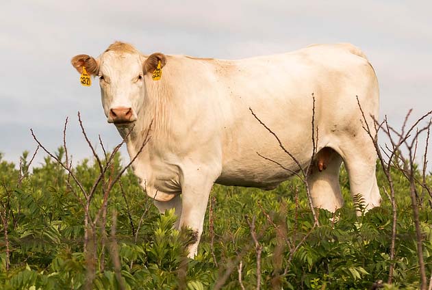 Young Charolais Female Young Charolais Female
