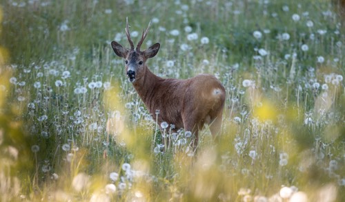 Two-point buck in a field, turning and looking at camera Two-point buck in a field, turning and looking at camera